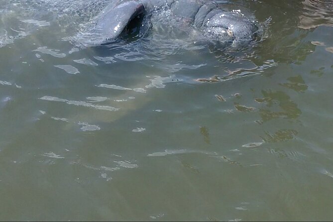 Dolphin and Manatee Adventure Tour of Merritt Island - Why the early departure is worth choosing