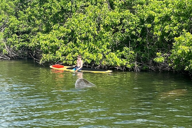 Dolphin and Manatee Adventure Tour of Merritt Island - Price, group size, and what is included