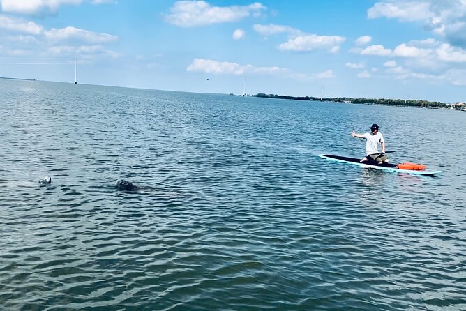 Dolphin and Manatee Adventure Tour of Merritt Island - Dolphins, manatees, and the luck of the day