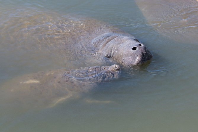 Dolphin & Manatee Kayaking Tour in Orlando Area - Meeting manatees at Haulover Canal