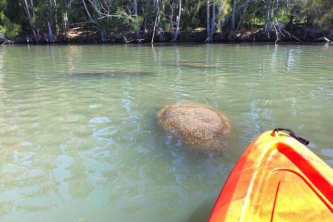Dolphin & Manatee Kayaking Tour in Orlando Area - What the two-hour route feels like