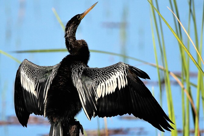 Dora Canal Wildlife Kayak Tour – Scenic Old Florida - Wildlife along Lake Dora and the canal