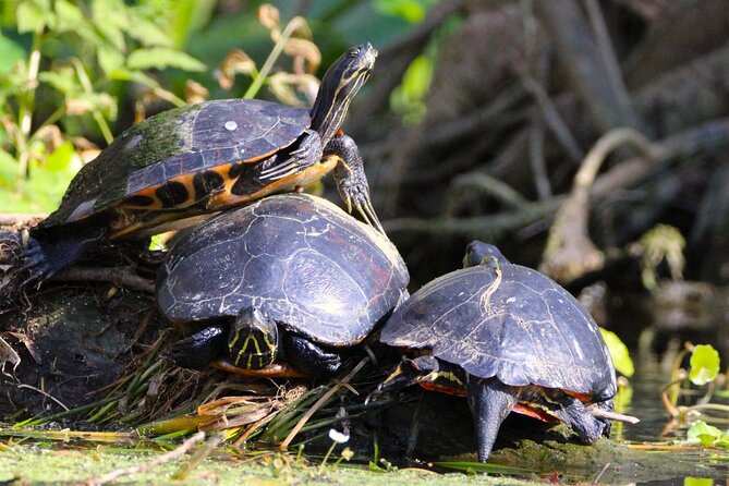 Dora Canal Wildlife Kayak Tour – Scenic Old Florida - Is $85 a fair price?