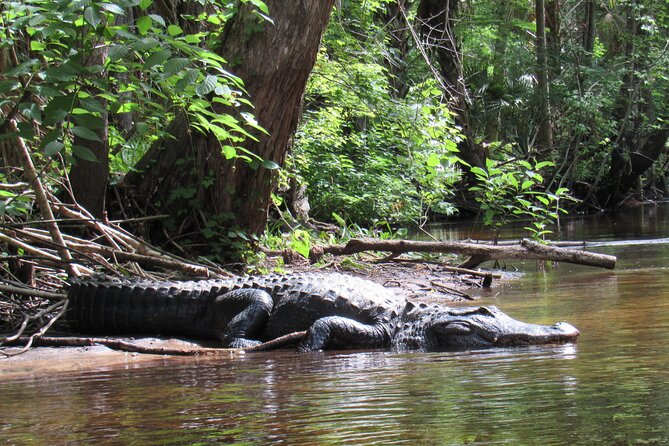 Exclusive Nature Escape Kayak Adventure on Blackwater Creek - What your three hours look like