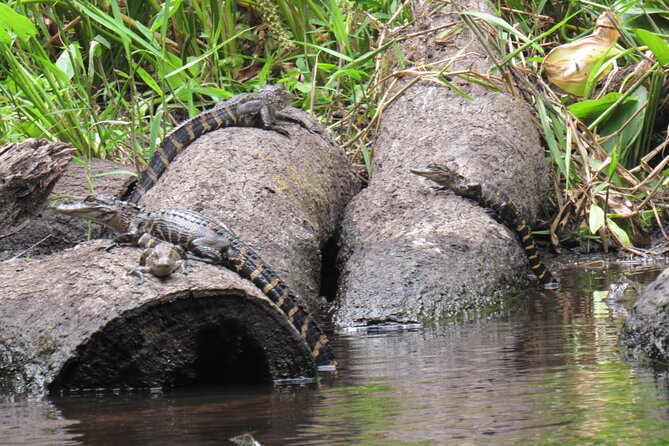 Exclusive Nature Escape Kayak Adventure on Blackwater Creek - Wildlife watching on Blackwater Creek