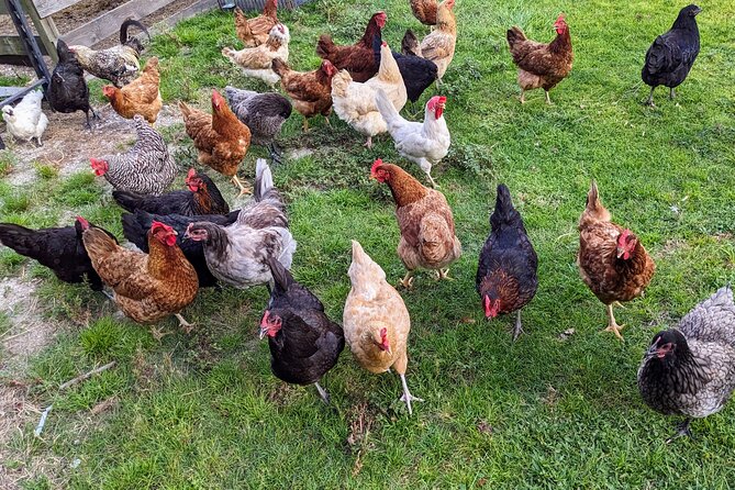 Farm Experience with Ponies, Bunnies, Chickens and Goats - Grooming a horse and walking the ranch