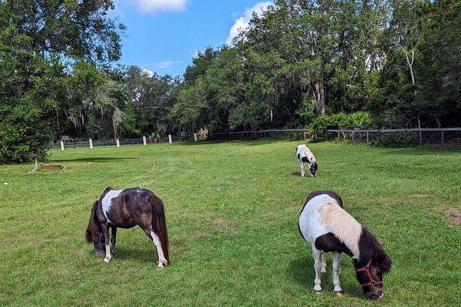 Farm Experience with Ponies, Bunnies, Chickens and Goats - Why the equine therapy setting matters