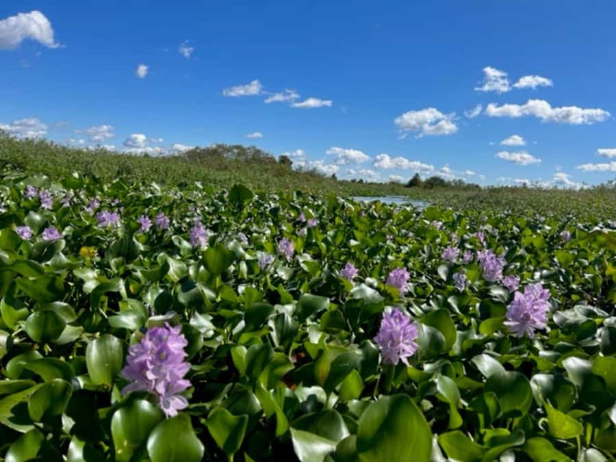 Florida: 90 Minute Everglades Cruise - Looking for alligators, turtles, and birds
