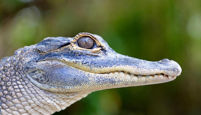 Florida Everglades Airboat Tour and Wild Florida Admission with Optional Lunch - Who will enjoy this most?