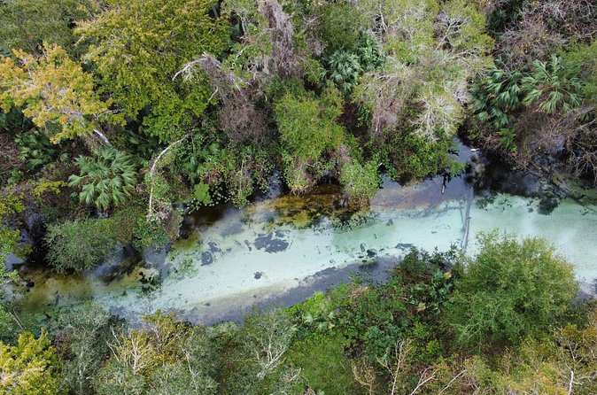 Florida paddle excursions - Wildlife, birds, and the alligators