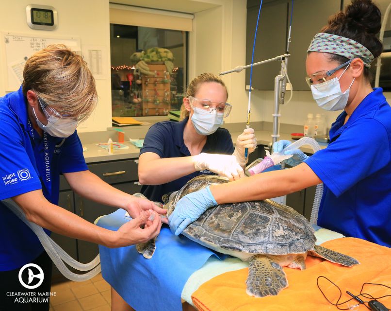 From Orlando: Clearwater Beach and Marine Aquarium Admission - Key points to know before booking