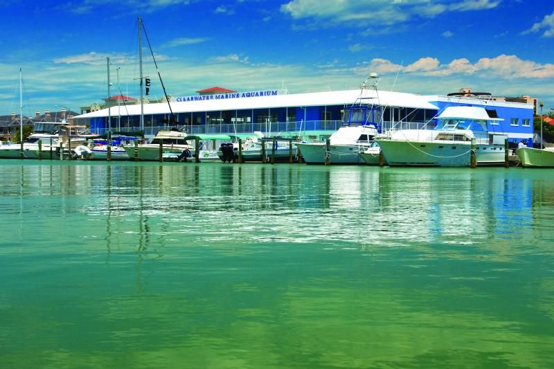 From Orlando: Clearwater Beach and Marine Aquarium Admission - Why the aquarium makes this more than a beach transfer