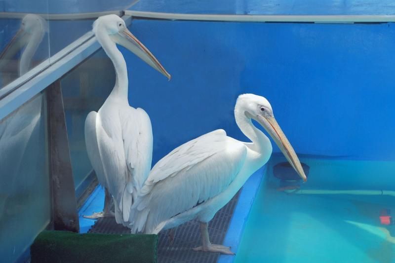 From Orlando: Clearwater Beach and Marine Aquarium Admission - The Orlando to Clearwater journey