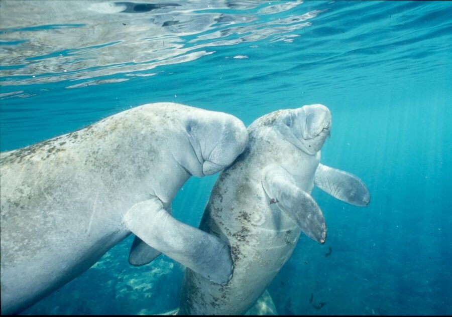 From Orlando: Manatee Snorkel Tour with Lunch & Hotel Pickup - Crystal River is the main event