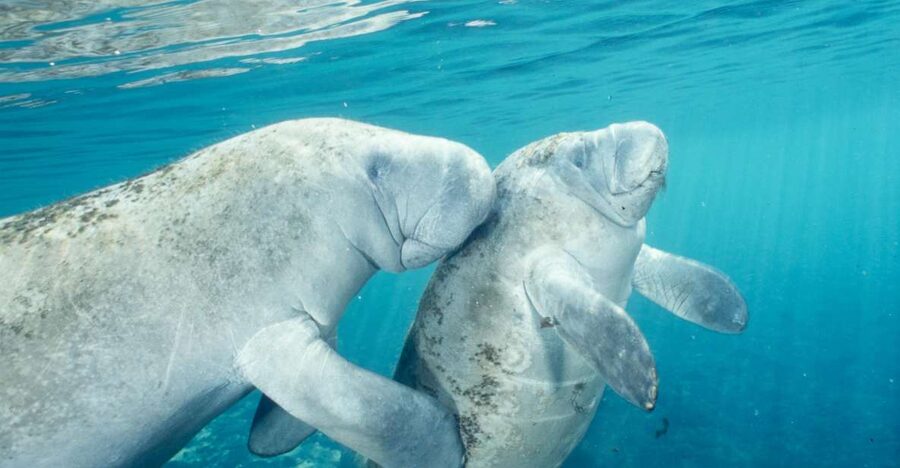 From Orlando: Manatee Snorkel Tour with Lunch & Hotel Pickup - The Orlando pickup makes a long day easier