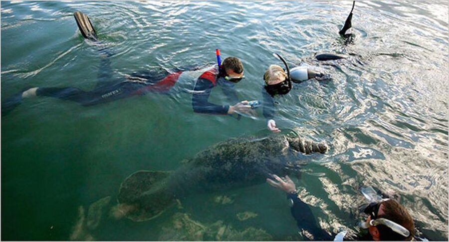 From Orlando: Manatee Snorkel Tour with Lunch & Hotel Pickup - Lunch is useful, but confirm the current arrangement