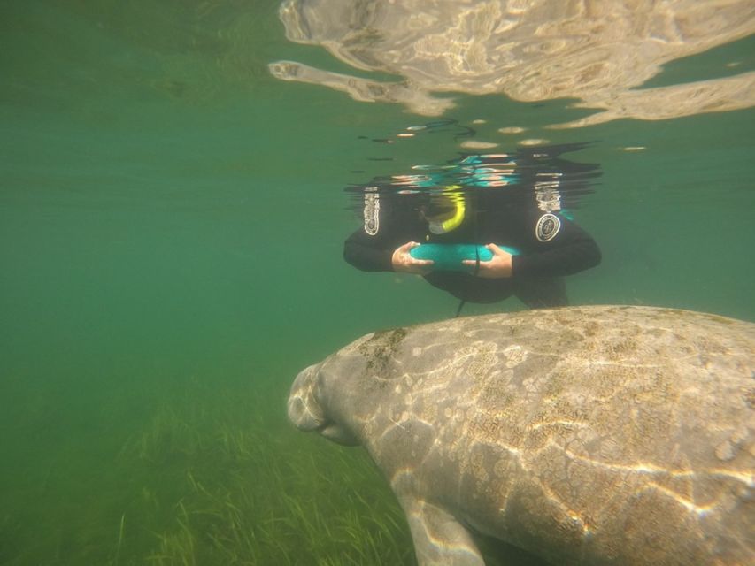 From Orlando: Manatee Snorkel Tour with Lunch & Hotel Pickup - When to go for the best chance of seeing manatees