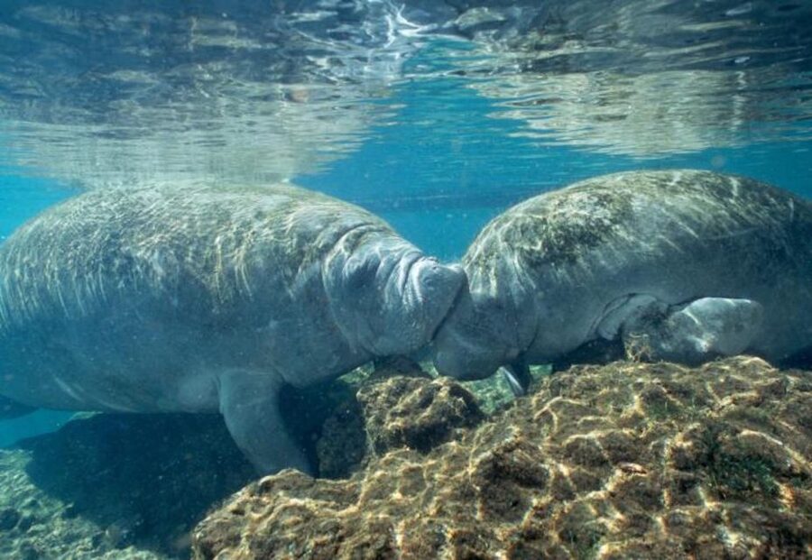 From Orlando: Manatee Snorkel Tour with Lunch & Hotel Pickup - What to bring and what to leave behind