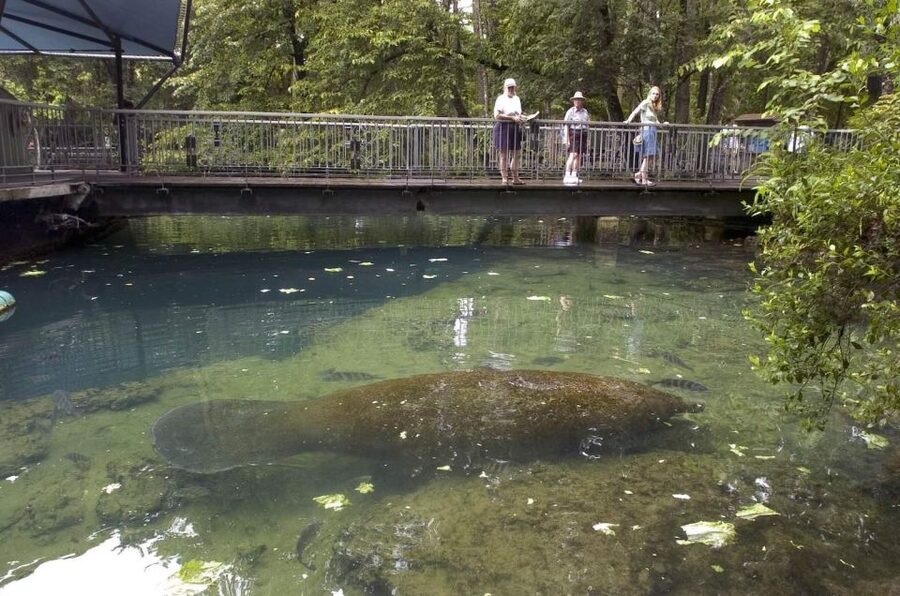 From Orlando: Manatee Snorkel Tour with Lunch & Hotel Pickup - How to behave around the manatees