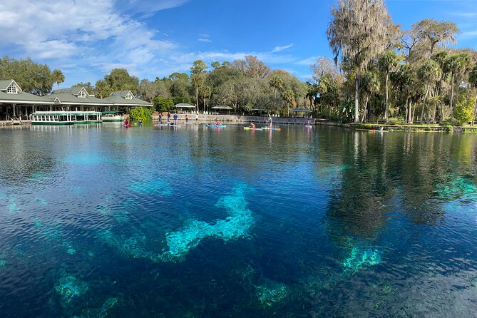 Gator Viewing Clear Kayak Springs Tour - Why Silver Springs makes this paddle different
