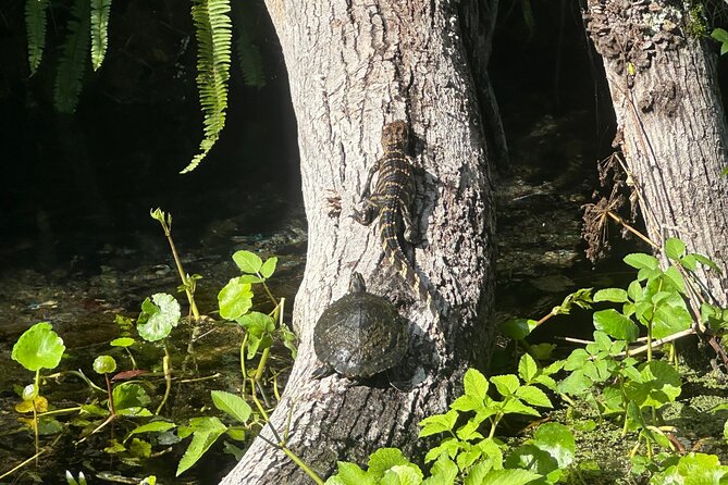 Gator Viewing Clear Kayak Springs Tour - Choosing a clear kayak or paddleboard