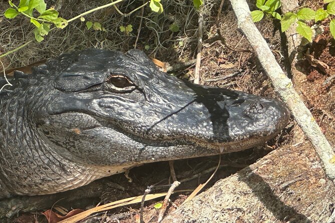Gator Viewing Clear Kayak Springs Tour - What the instruction is like for beginners