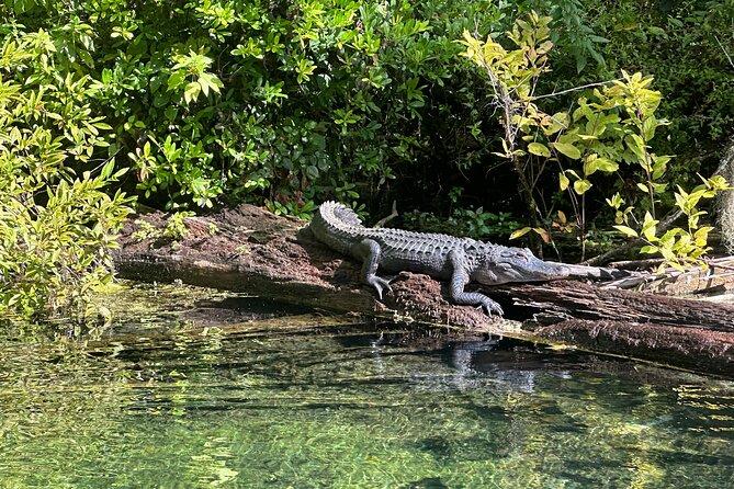 Gator Viewing Clear Kayak Springs Tour - Starting at Silver Springs State Park