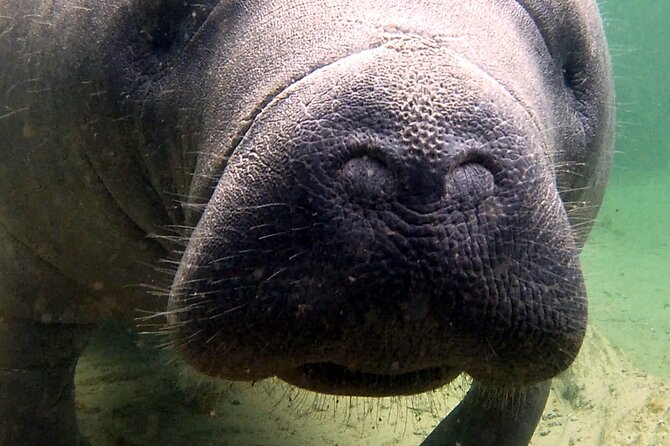 Guided Kayaking Manatee Tour near Orlando - Key points to know before you book