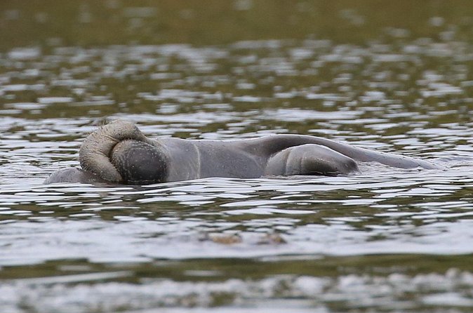 Guided Kayaking Manatee Tour near Orlando - The 90-minute paddle on the St. Johns River