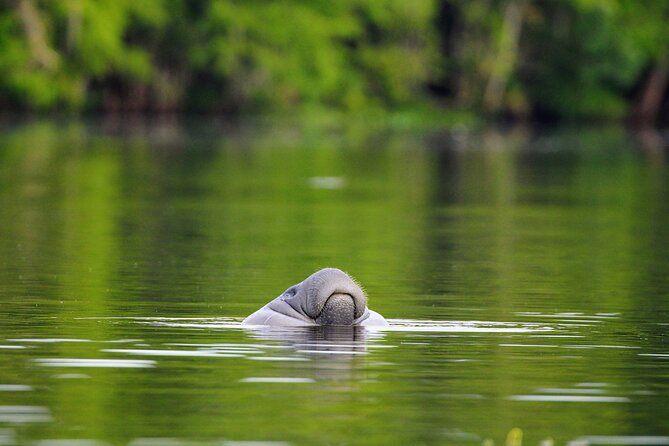 Guided Kayaking Manatee Tour near Orlando - Alligators, bald eagles, and the wider wildlife picture