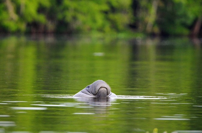 Guided Kayaking Manatee Tour near Orlando - Aaron’s guiding style and the advantage of a small group