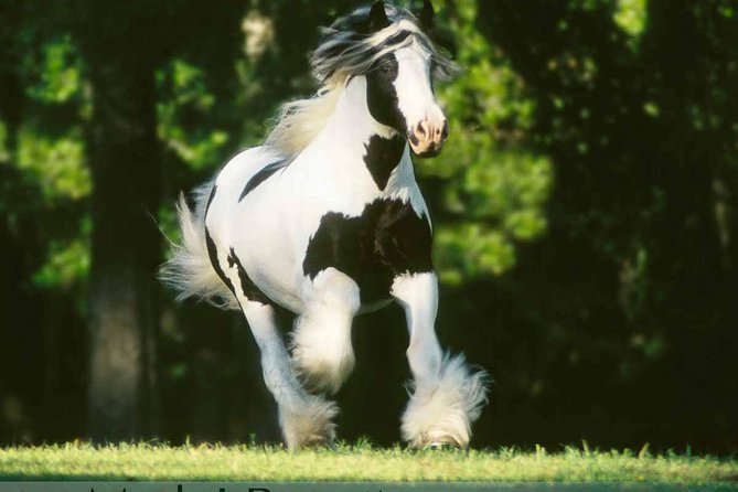 Gypsy Gold Horse Farm Tour - The first 45 minutes: Dennis Thompson’s horse story