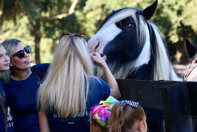 Gypsy Gold Horse Farm Tour - The stallion photo and final moments