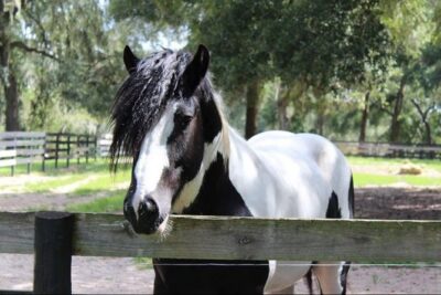 Gypsy Gold Horse Farm Tour