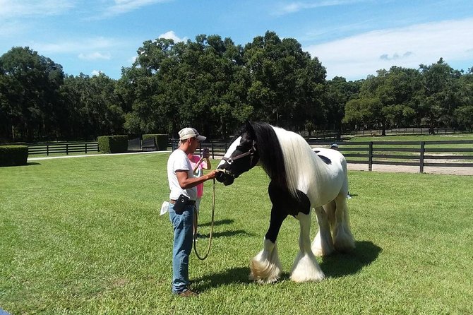 Gypsy Gold Horse Farm Tour - How much value do you get for $55?