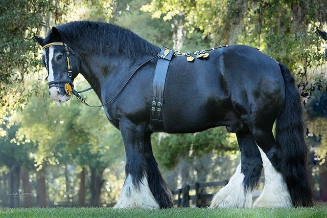 Gypsy Gold Horse Farm Walking Tour - Key points to know before you go
