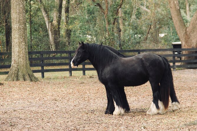 Gypsy Gold Horse Farm Walking Tour - Why the Gypsy Vanner story matters