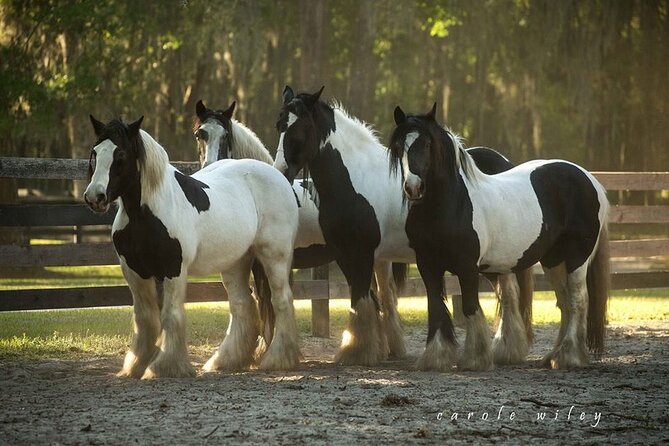Gypsy Gold Horse Farm Walking Tour - The setting, birds, and smaller surprises