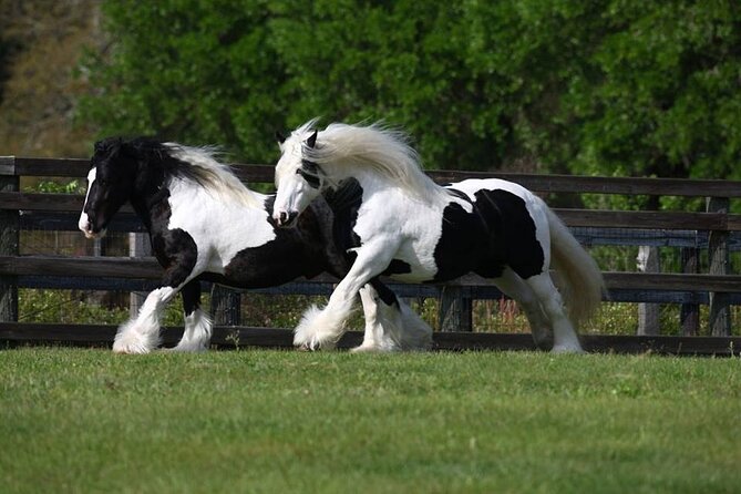 Gypsy Gold Horse Farm Walking Tour - Is $30 a fair price?