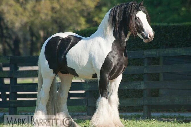 Gypsy Gold Horse Farm Walking Tour - Meeting the farm’s 30-plus equines
