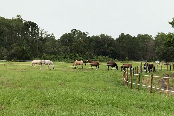 Horseback Ride on Scenic Lake Louisa Trails - How beginner-friendly is it?