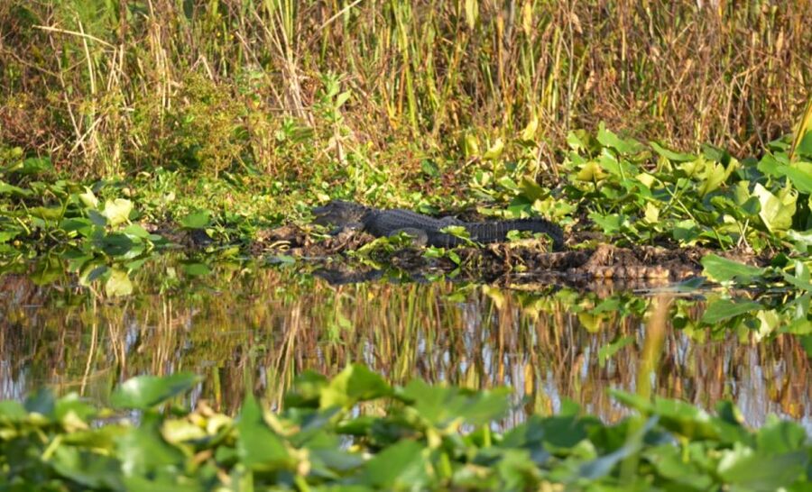 Kissimmee: 1 Hour Florida Everglades Pontoon Boat Tour - What the hour on the pontoon feels like