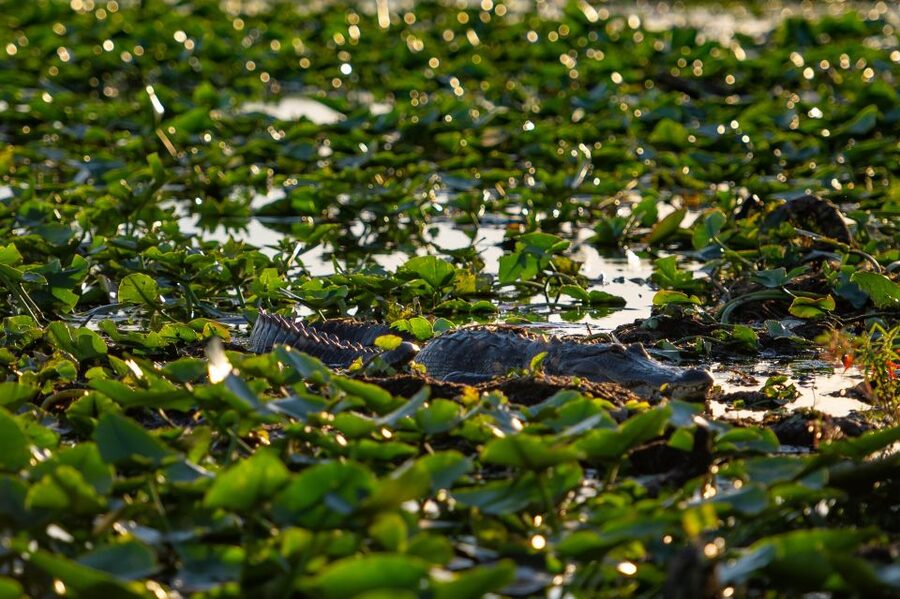 Kissimmee: Boggy Creek Airboat Ride with Optional Meal - Practical details for a smoother visit