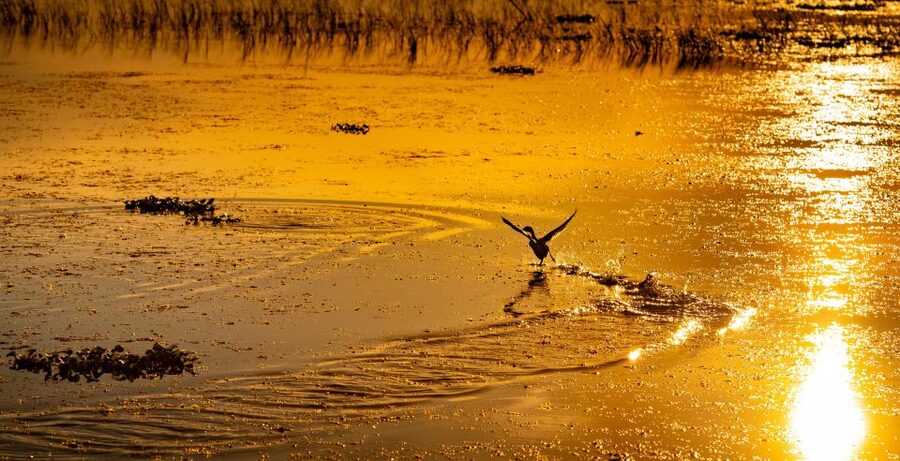 Kissimmee: Boggy Creek Sunset Airboat Tour - Boarding with safety gear and hearing protection