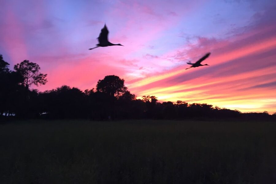 Kissimmee: Boggy Creek Sunset Airboat Tour - Booking advice for a weather-dependent evening
