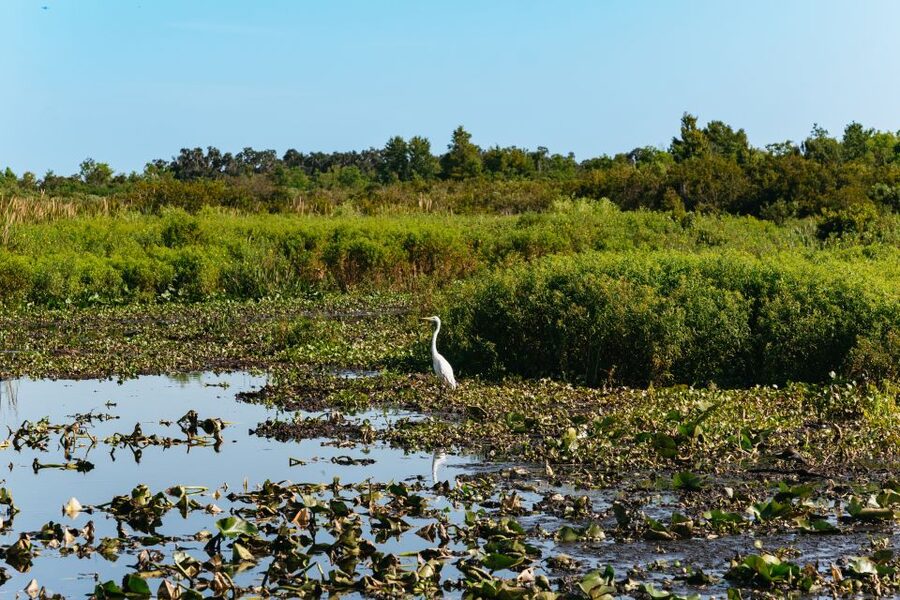 Kissimmee: Everglades Airboat Adventure Tour - Is $70 a fair price?