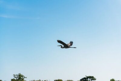 Everglades Airboat Adventure Tour