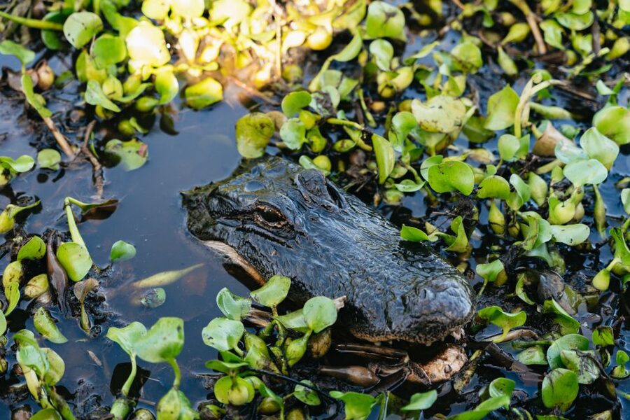Kissimmee: Everglades Airboat Adventure Tour - The captains shape the quality of the ride