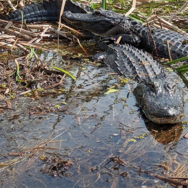Kissimmee: Everglades Alligator and Wildlife Airboat Tour - Key points to know before you go