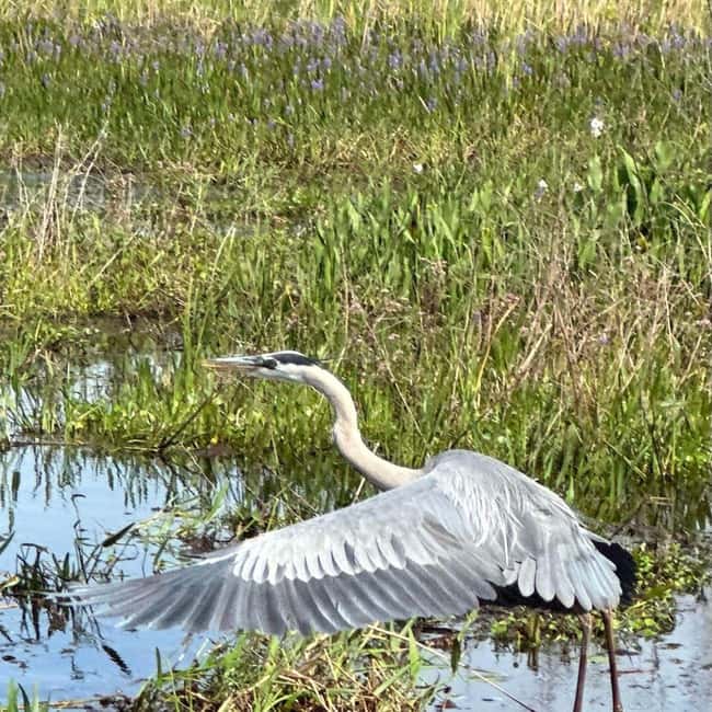 Kissimmee: Everglades Alligator and Wildlife Airboat Tour - Thirty minutes across open Florida water